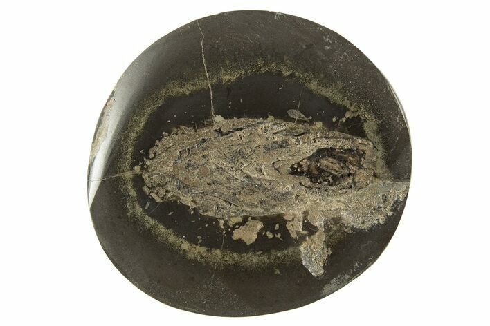 Polished Fish Coprolite (Fossil Poo) Nodule Half - Scotland #315174